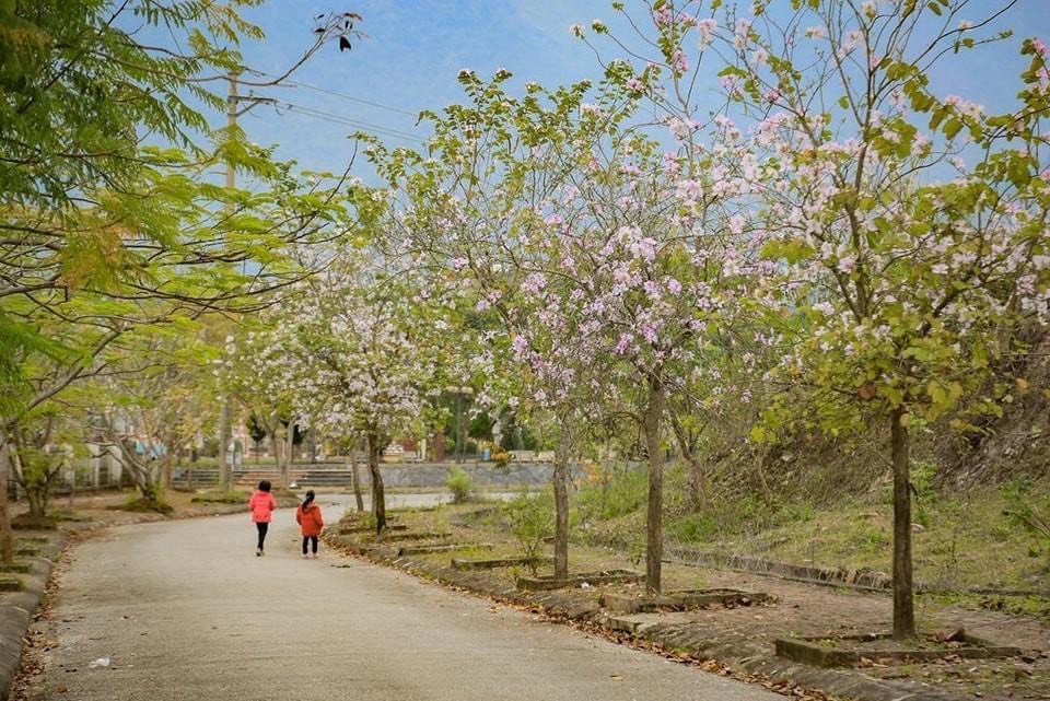 Năm du lịch quốc gia - Điện Biên 2024: Sức hút miền hoa ban