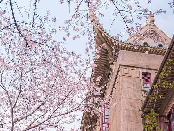 Những địa điểm ngắm hoa anh đào lý tưởng tại Trung Quốc
