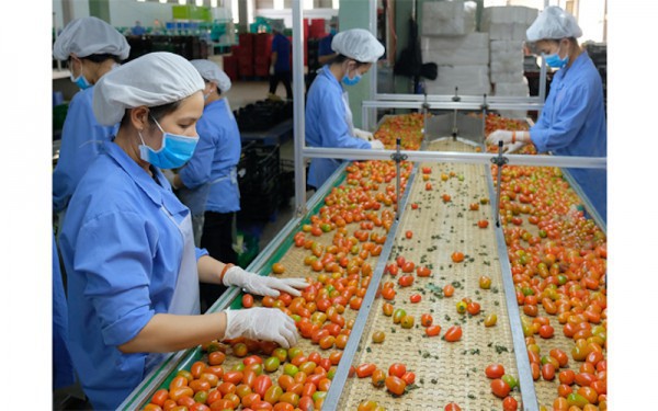 Doanh nghiệp vượt rào cản kỹ thuật để xuất khẩu rau quả “về đích”