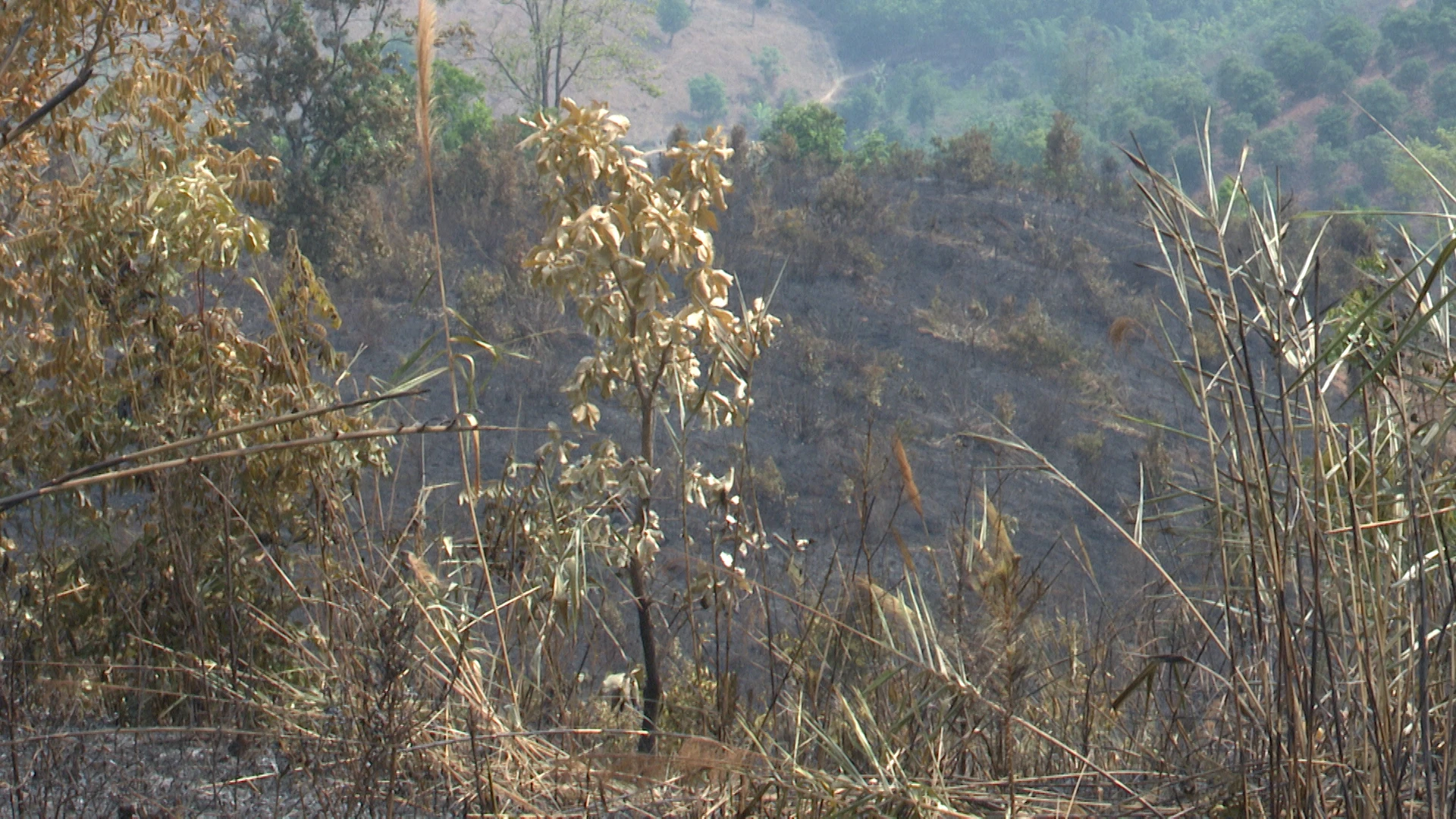 Người dân đốt rẫy làm cháy rừng ở Kon Tum