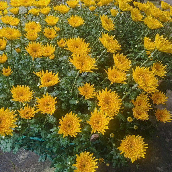 Cẩn thận với trend 'ăn hoa như ăn rau'