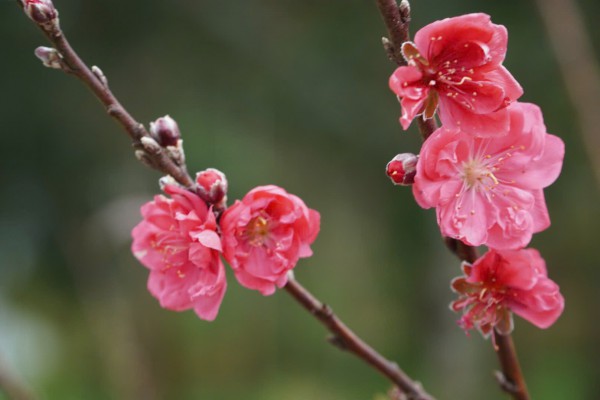 Cẩn thận với trend 'ăn hoa như ăn rau'