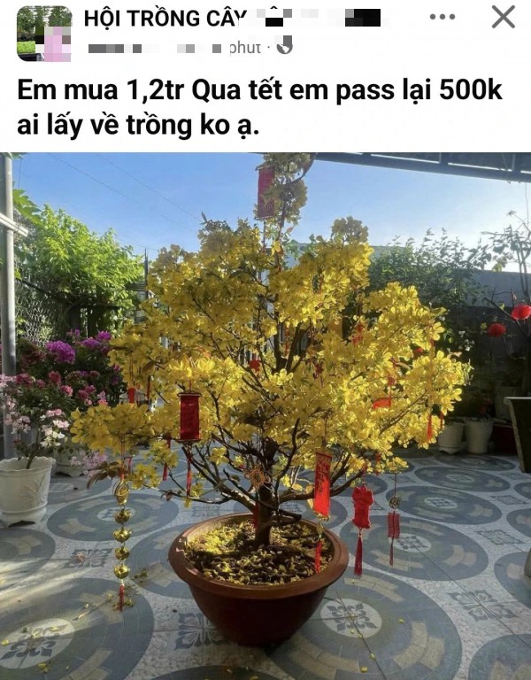 Mua cây mai sau tết, cẩn thận kẻo bị lừa Mua cây mai sau tết, cẩn thận kẻo bị lừa