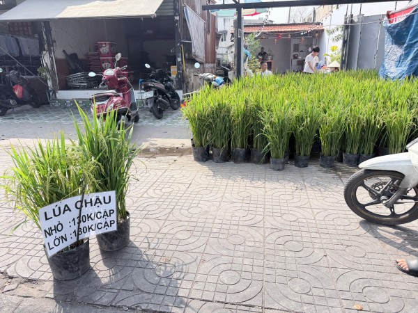 Vì sao nhiều người chưng chậu lúa dịp tết, có ý nghĩa gì? Vì sao nhiều người chưng chậu lúa dịp tết, có ý nghĩa gì?