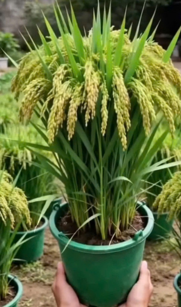 Vì sao nhiều người chưng chậu lúa dịp tết, có ý nghĩa gì? Vì sao nhiều người chưng chậu lúa dịp tết, có ý nghĩa gì?