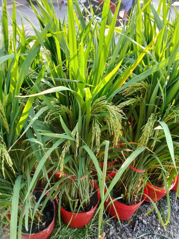 Vì sao nhiều người chưng chậu lúa dịp tết, có ý nghĩa gì? Vì sao nhiều người chưng chậu lúa dịp tết, có ý nghĩa gì?