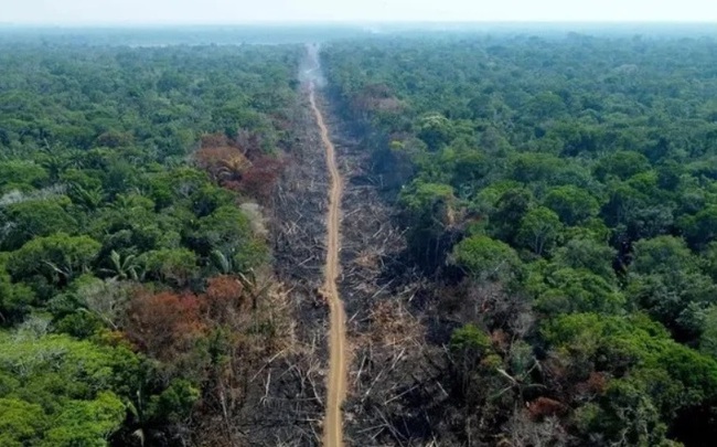 Công nghệ AI giúp phát hiện chặt phá rừng Amazon