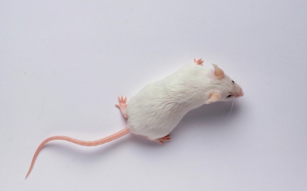 Thụy Sĩ phát triển thuật toán “đọc” não chuột