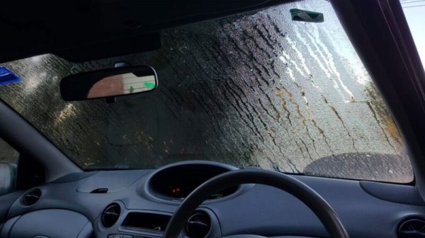 Nồm ẩm kéo dài, ô tô đối mặt nguy cơ nấm mốc Nồm ẩm kéo dài, ô tô đối mặt nguy cơ nấm mốc