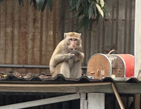 Bắn gây mê khỉ đuôi dài quậy phá khu dân cư ở TP.HCM