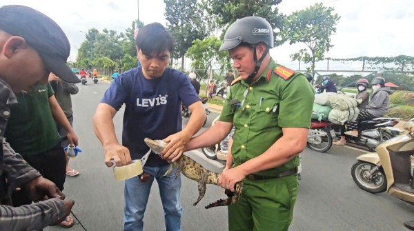 Bàn giao cá sấu bắt được dưới kênh Nước Đen ở TP.HCM cho kiểm lâm cứu hộ Bàn giao cá sấu bắt được dưới kênh Nước Đen ở TP.HCM cho kiểm lâm cứu hộ