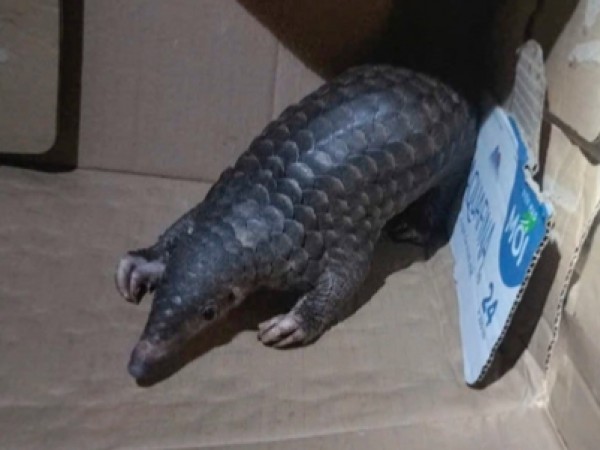 Bàn giao tê tê Java quý hiếm cho Vườn quốc gia Chư Mom Ray