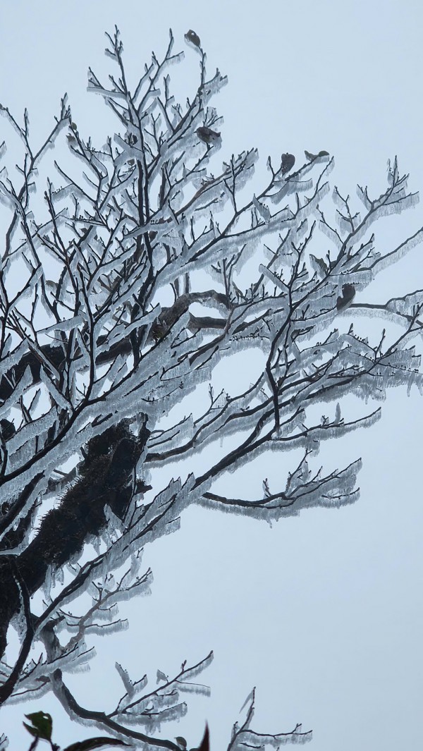 Băng giá, sương muối đến sớm, mùa đông năm nay rét mạnh