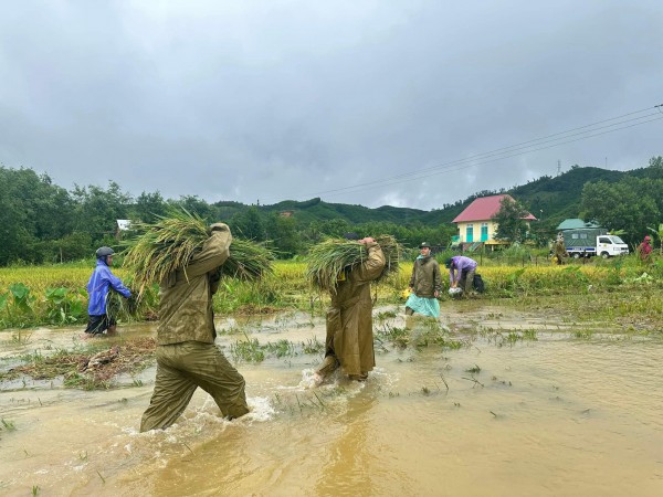 Bão số 10: Công an 'chạy đua' thời gian, dầm mưa giúp người dân cắt lúa Bão số 10: Công an 'chạy đua' thời gian, dầm mưa giúp người dân cắt lúa