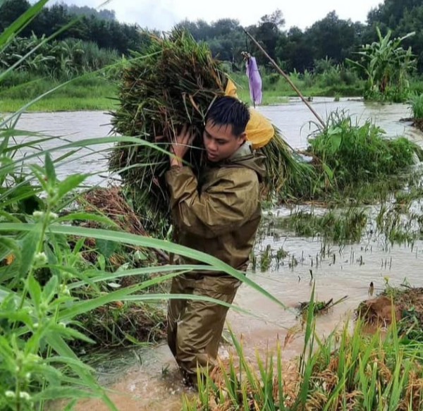 Bão số 10: Công an 'chạy đua' thời gian, dầm mưa giúp người dân cắt lúa Bão số 10: Công an 'chạy đua' thời gian, dầm mưa giúp người dân cắt lúa