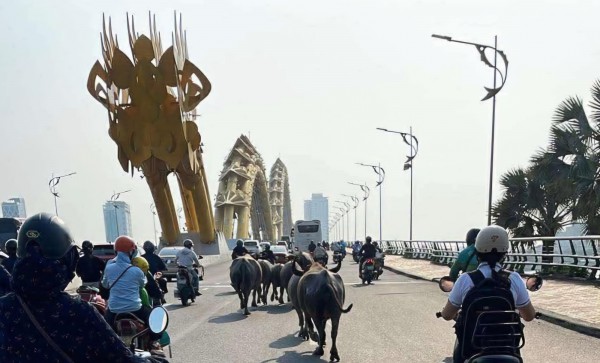 Bất ngờ đàn trâu băng qua cầu Rồng, 'dạo phố' giữa trung tâm Đà Nẵng Bất ngờ đàn trâu băng qua cầu Rồng, 'dạo phố' giữa trung tâm Đà Nẵng
