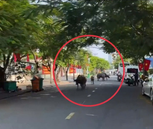 Bất ngờ đàn trâu băng qua cầu Rồng, 'dạo phố' giữa trung tâm Đà Nẵng Bất ngờ đàn trâu băng qua cầu Rồng, 'dạo phố' giữa trung tâm Đà Nẵng