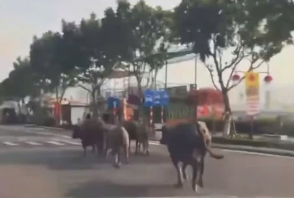 Bất ngờ đàn trâu băng qua cầu Rồng, 'dạo phố' giữa trung tâm Đà Nẵng Bất ngờ đàn trâu băng qua cầu Rồng, 'dạo phố' giữa trung tâm Đà Nẵng