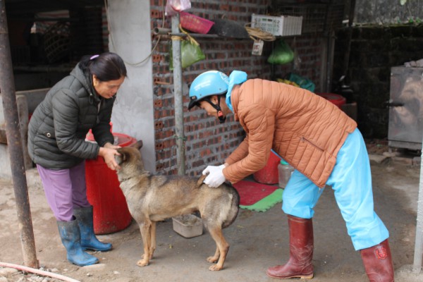 Bệnh dại lan rộng, Quảng Ninh tiêm vắc xin cho hàng vạn chó, mèo