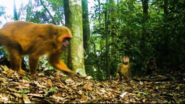 'Biệt đội bẫy ảnh' săn tìm dấu chân thú hoang 'Biệt đội bẫy ảnh' săn tìm dấu chân thú hoang
