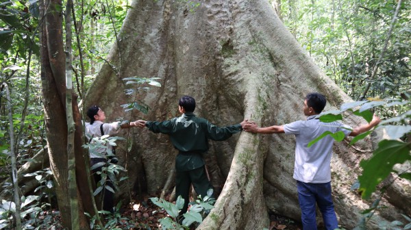 Bình Phước: Diện tích rừng tự nhiên tăng 131,28 ha