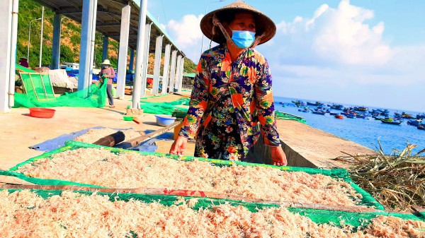 Bình Định: Cận tết, ngư dân trúng mùa ruốc, thu hàng chục triệu đồng/ngày
