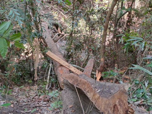 Bình Định: Cây rừng bị đốn hạ để lấy gỗ về 