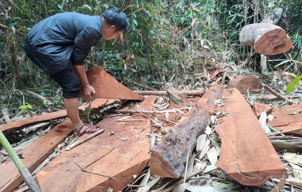 Bình Định: Cây rừng bị đốn hạ để lấy gỗ về 