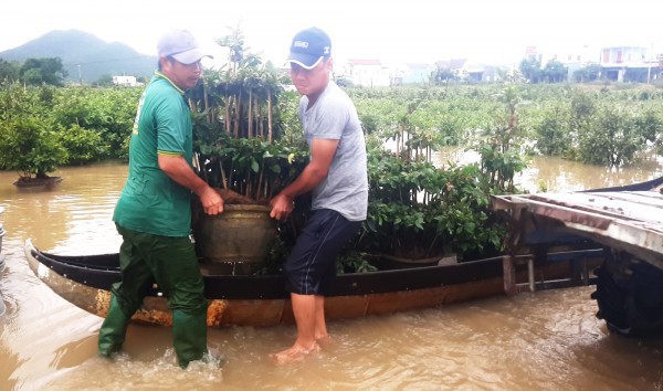 Bình Định: ‘Thủ phủ’ mai kiểng hối hả chạy lũ