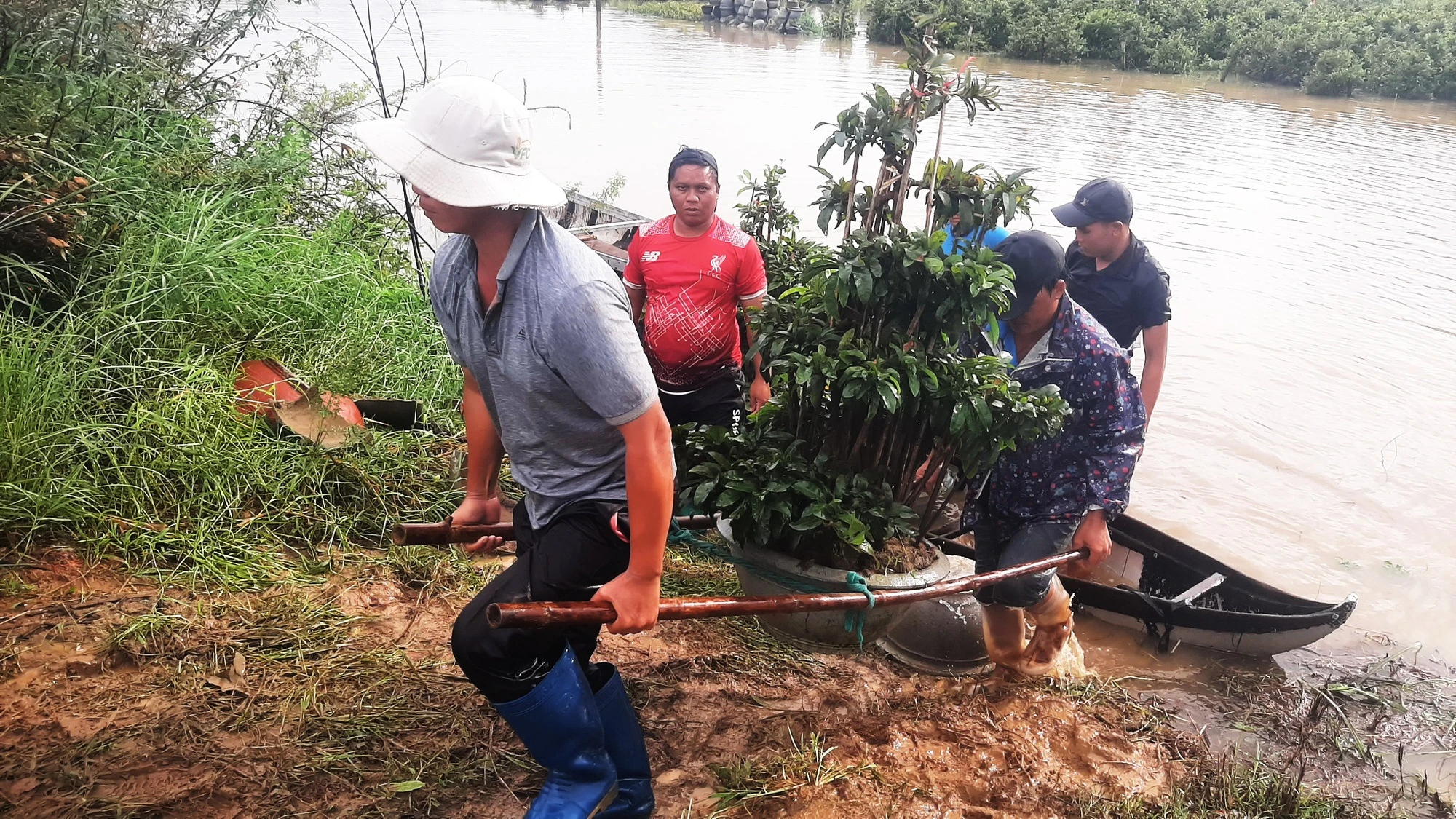 Bình Định: ‘Thủ phủ’ mai kiểng hối hả chạy lũ