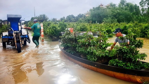 Bình Định: ‘Thủ phủ’ mai kiểng hối hả chạy lũ