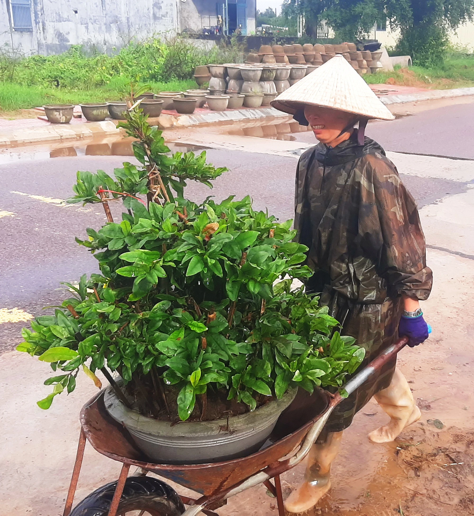 Bình Định: ‘Thủ phủ’ mai kiểng hối hả chạy lũ