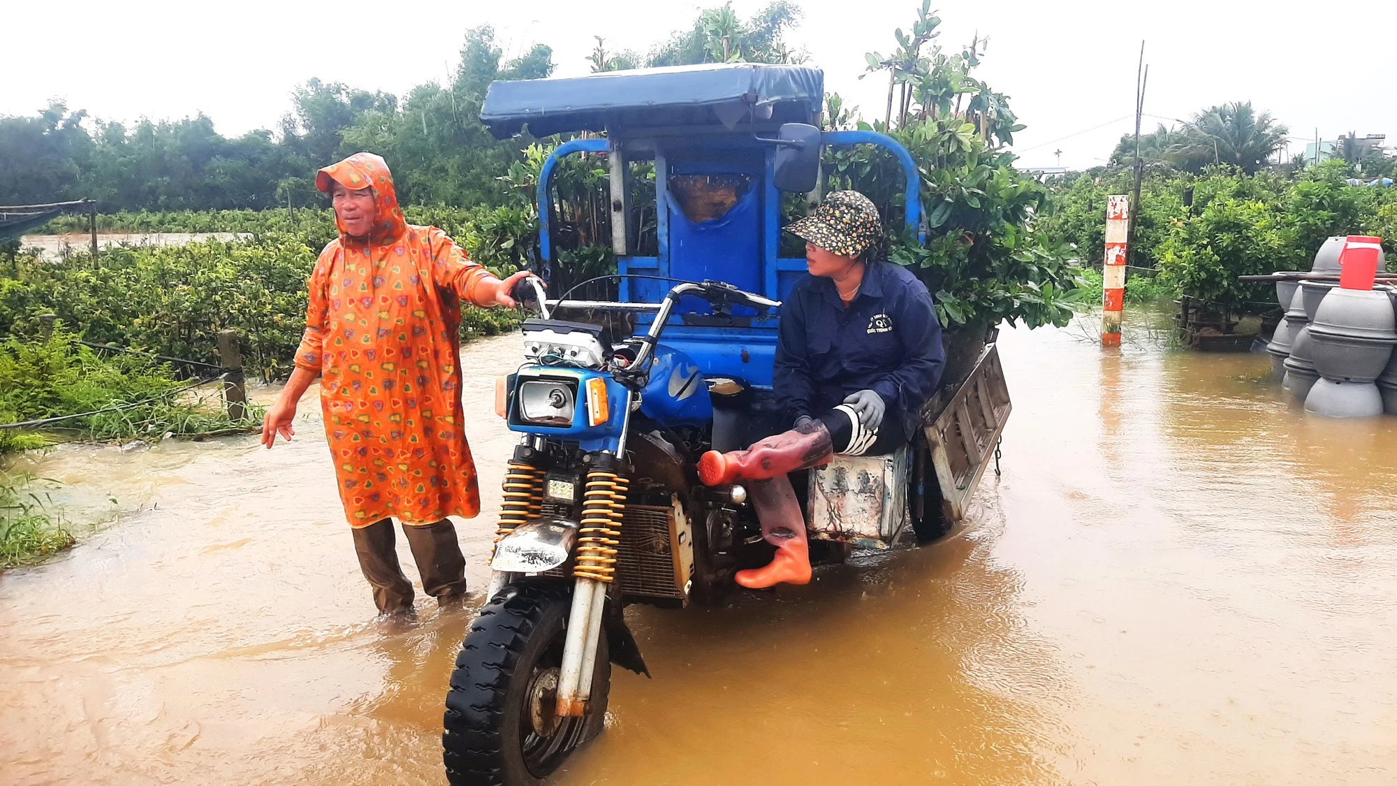 Bình Định: ‘Thủ phủ’ mai kiểng hối hả chạy lũ