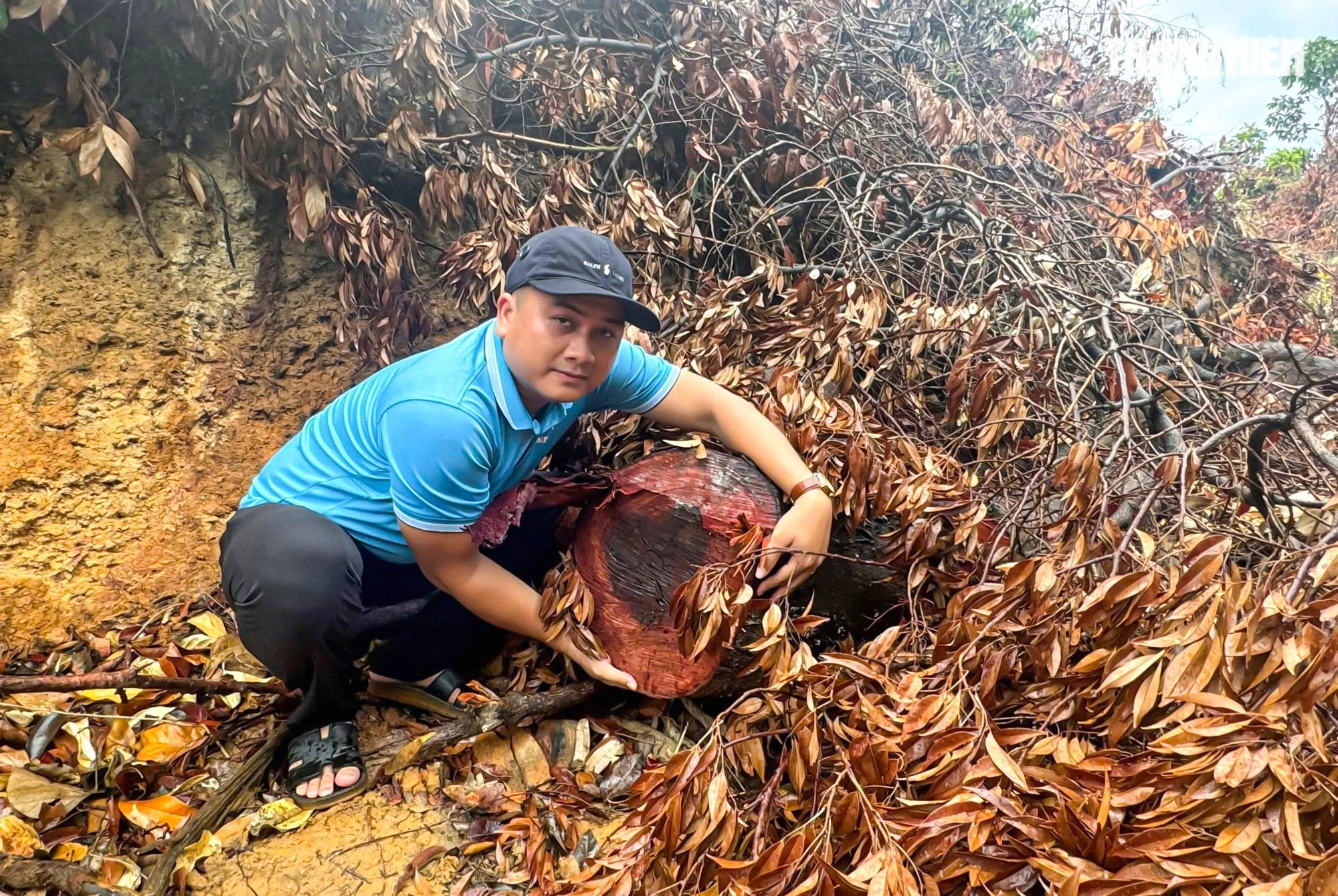 Bình Định: Điều tra vụ phá rừng ở Hoài Nhơn