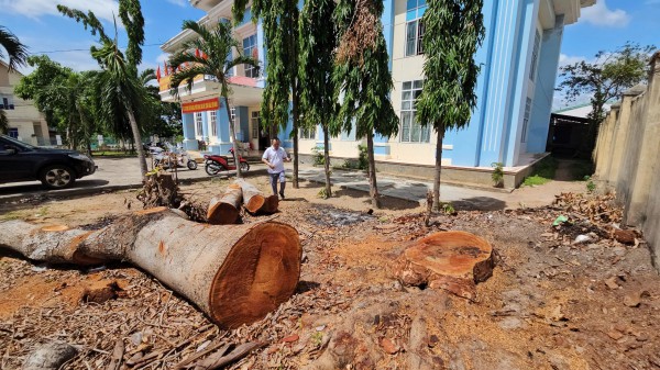 Bộ Tài chính đề nghị làm rõ vụ chặt 8 cây cổ thụ tại UBND P.Cheo Reo Bộ Tài chính đề nghị làm rõ vụ chặt 8 cây cổ thụ tại UBND P.Cheo Reo