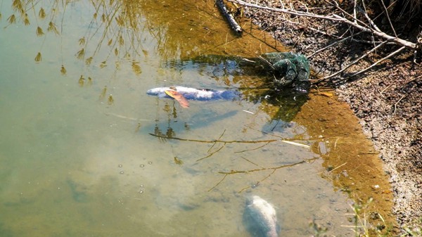 Cà Mau: Cá chết hàng loạt nghi do bơm cát thi công gây xâm nhập mặn