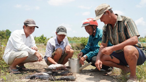 Cà Mau: Cá chết hàng loạt nghi do bơm cát thi công gây xâm nhập mặn