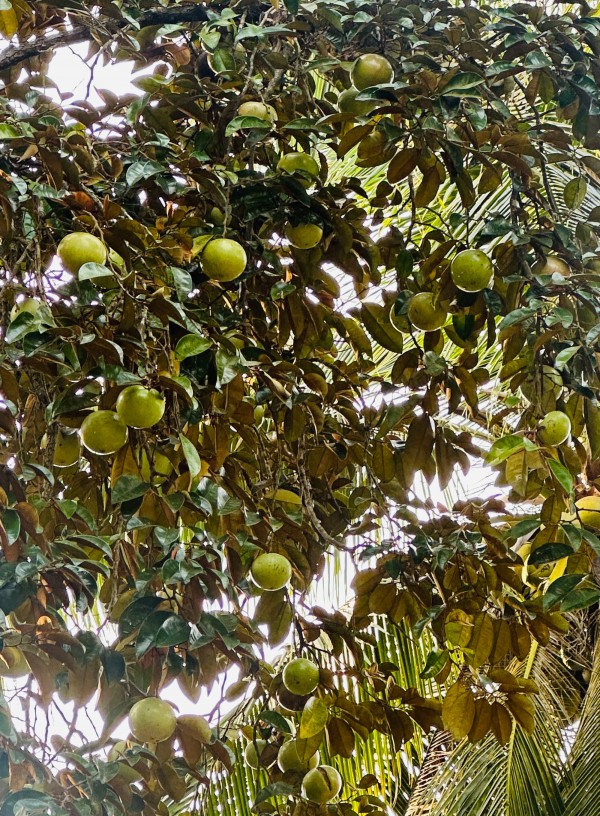 Cà Mau: Cây lâu năm nào được phép chuyển đổi trên đất trồng lúa?