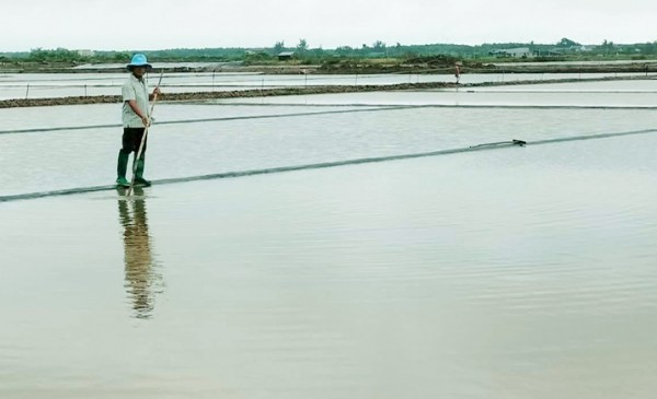 Cà Mau: Mưa trái mùa liên tục 2 ngày, hơn 9.100 tấn muối tan thành nước