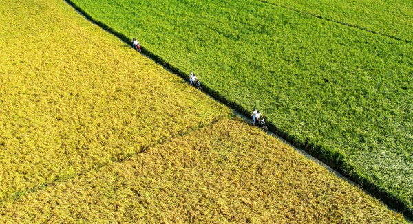 Cà Mau lập 13 phường: Vĩnh Lợi sẽ có cung đường di sản độc đáo