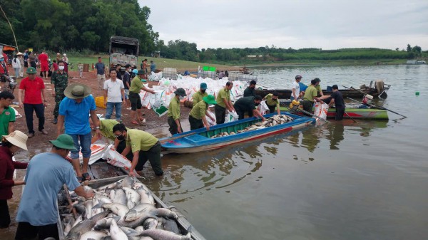 Cá bè trên hồ Trị An bất ngờ chết hàng loạt