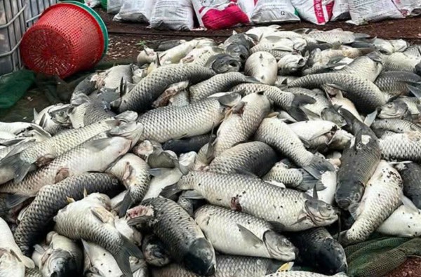 Cá bè trên hồ Trị An bất ngờ chết hàng loạt
