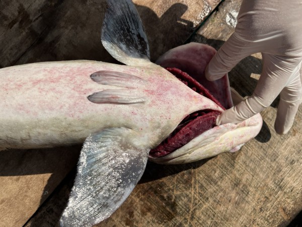 Cá bớp chết trắng lồng bè ở Lý Sơn, thiệt hại hơn 10 tỉ đồng Cá bớp chết trắng lồng bè ở Lý Sơn, thiệt hại hơn 10 tỉ đồng