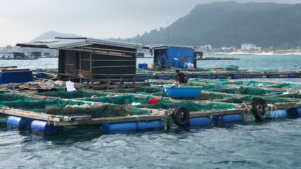 Cá bớp chết trắng lồng bè ở Lý Sơn, thiệt hại hơn 10 tỉ đồng Cá bớp chết trắng lồng bè ở Lý Sơn, thiệt hại hơn 10 tỉ đồng