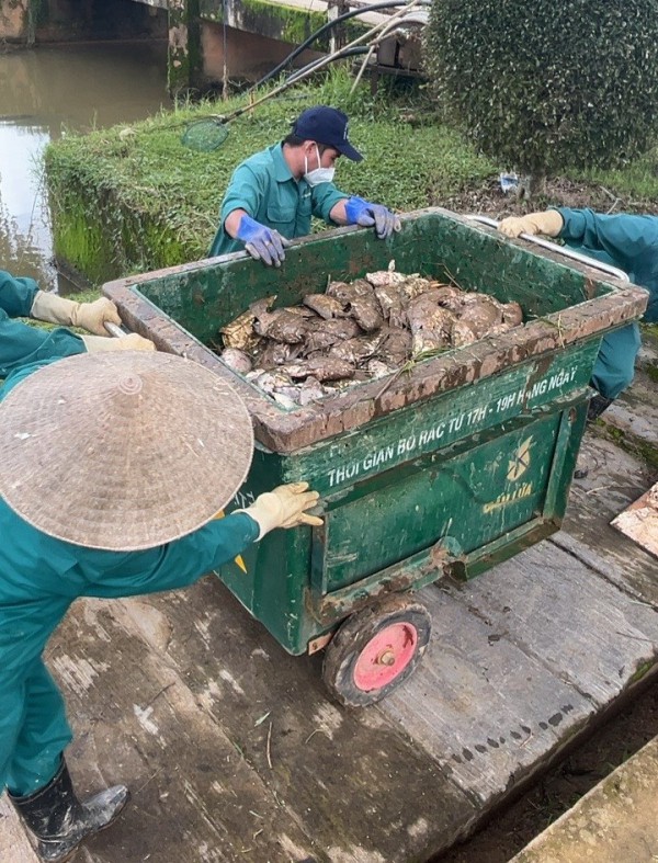 Cá chết hàng loạt nổi trên mặt hồ Xuân Hương