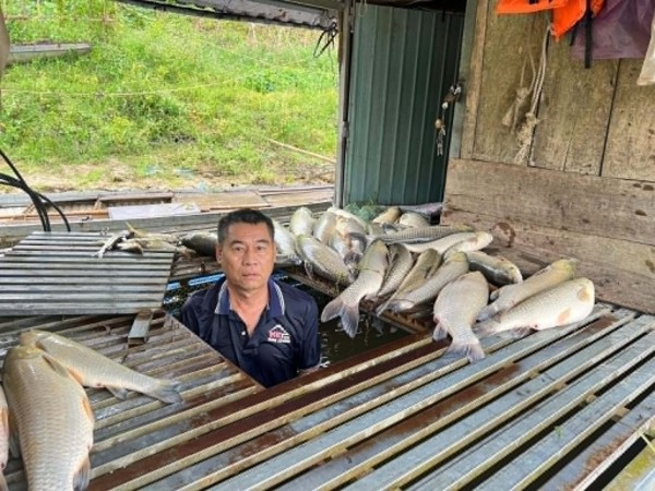 Cá chết hàng loạt trên sông Lam