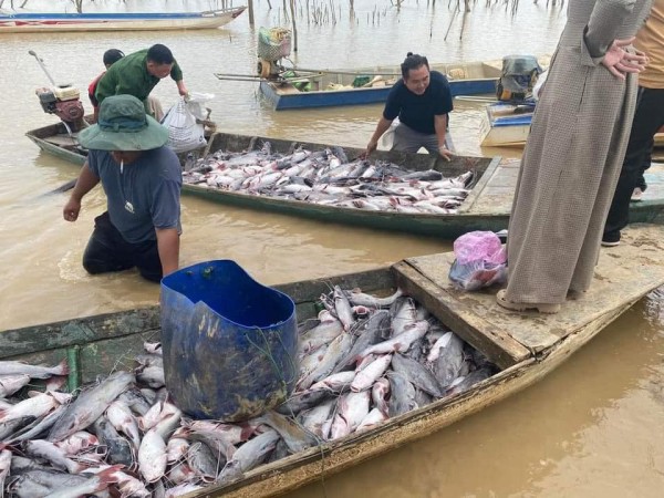 Cá lăng nuôi trong lồng bè tại lòng hồ thủy điện Ya Ly chết hàng loạt