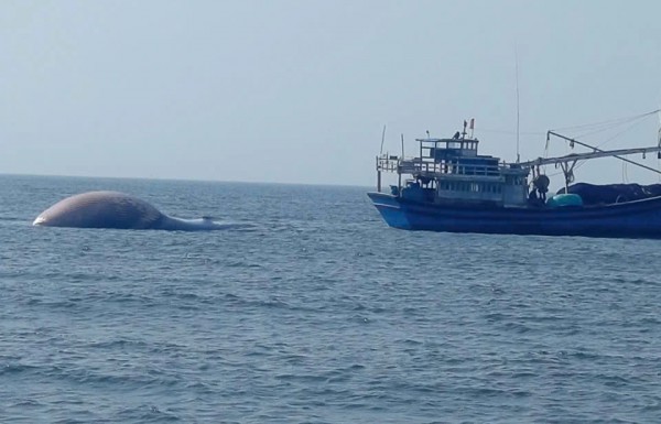 Cá Ông nặng 8 tấn lụy ở vùng biển Lâm Đồng Cá Ông nặng 8 tấn lụy ở vùng biển Lâm Đồng