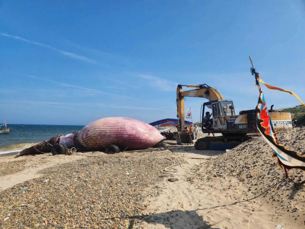 Cá Ông nặng 8 tấn lụy ở vùng biển Lâm Đồng Cá Ông nặng 8 tấn lụy ở vùng biển Lâm Đồng