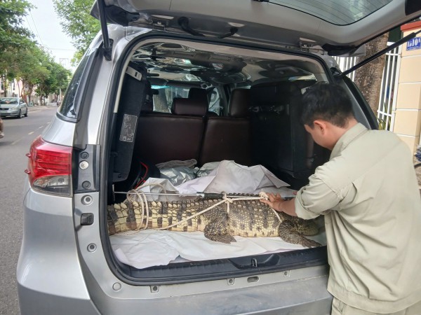 Cá sấu bò trong khu dân cư tại Quy Nhơn Cá sấu bò trong khu dân cư tại Quy Nhơn